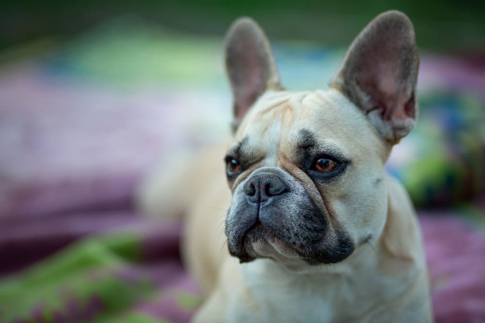 Французских бульдогов, не участвующих в разведении, кастрируют