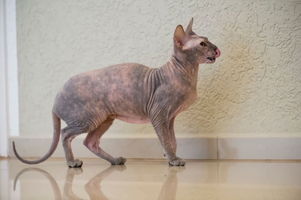 Владельцу требуется знать, сколько длится беременность у сфинкса