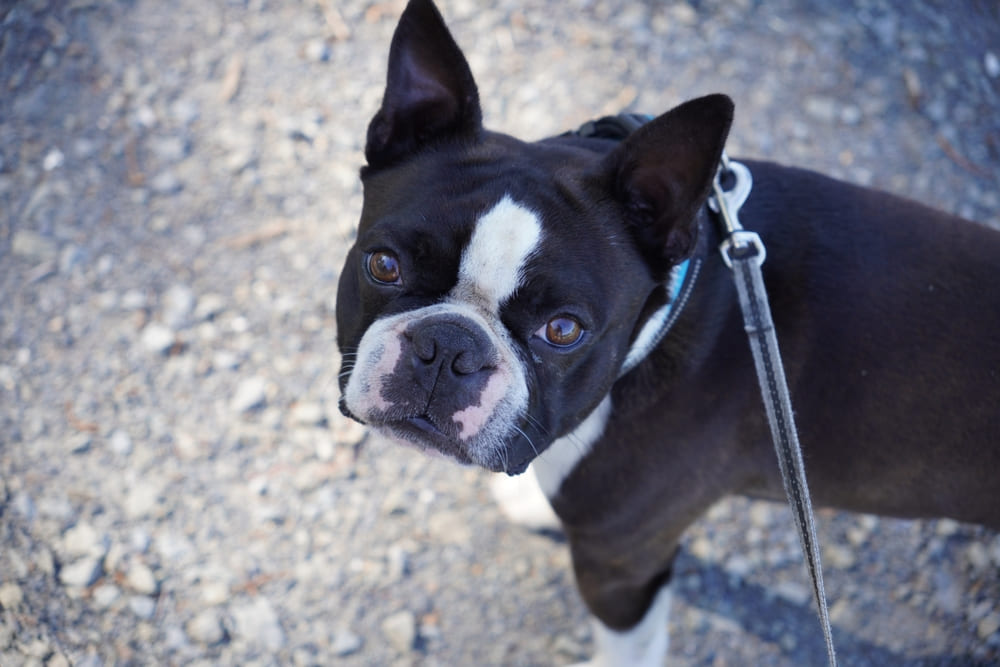 Общение влияет на то, сколько проживет бостон-терьер