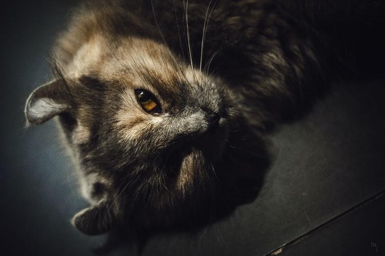 Содержание американского керла