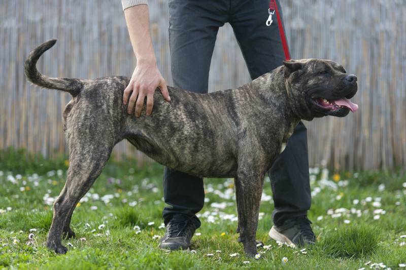 Породы собак из группы молоссов: канарский дог