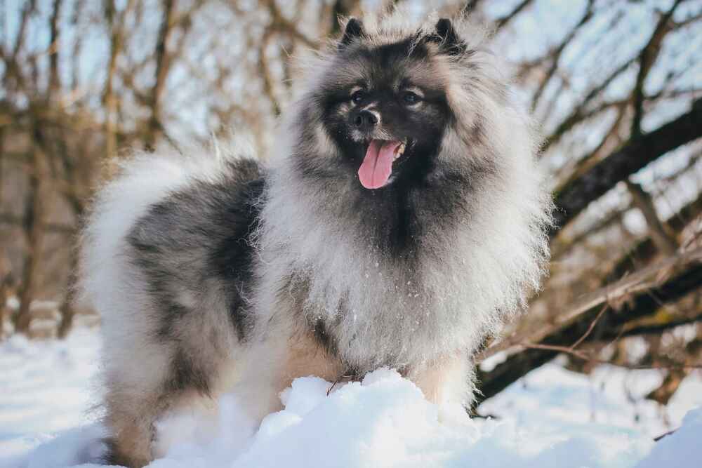 Кеесхонды считаются здоровыми собаками