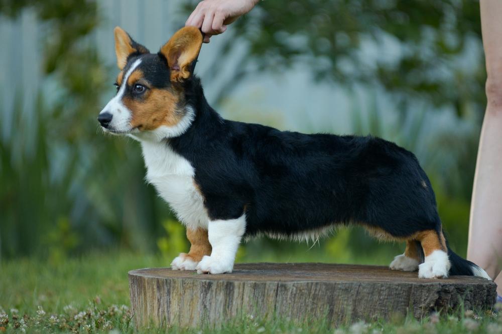 Окрасы вельш-корги-кардигана: триколор Окрасы вельш-корги-кардигана: триколор