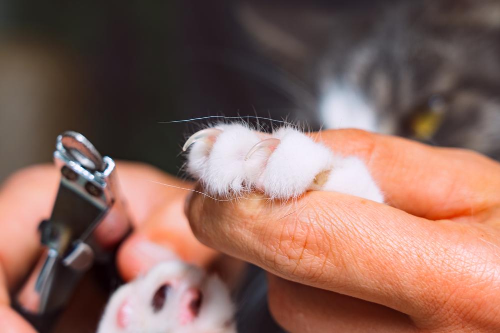 Как подстричь когти кошке в домашних условиях британке