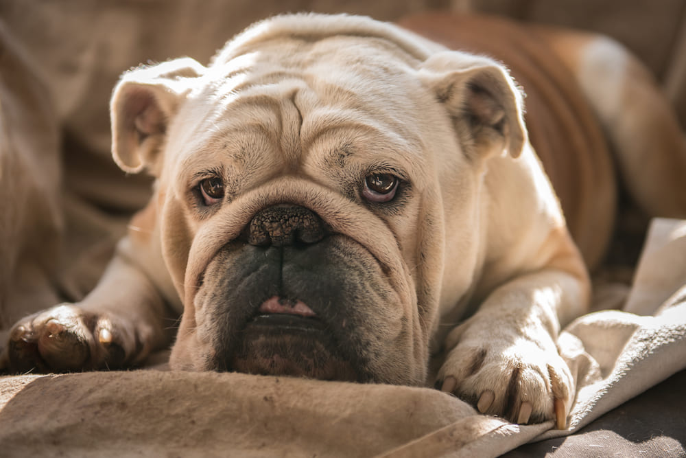 Если английский бульдог социализирован, он хорошо реагирует на посторонних