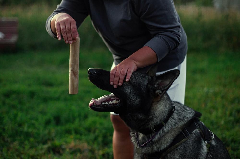Участие в соревнованиях по ноузворку для собак