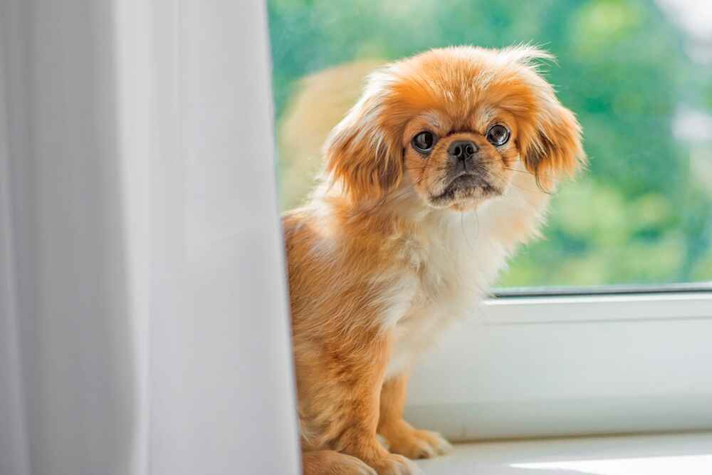 Молодой тибетский спаниель