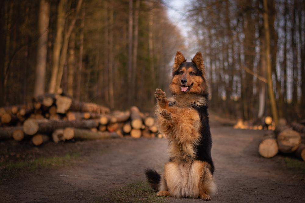 Содержание богемской овчарки
