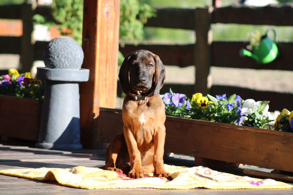 Баварские гончие имеют предрасположенность к некоторым болезням