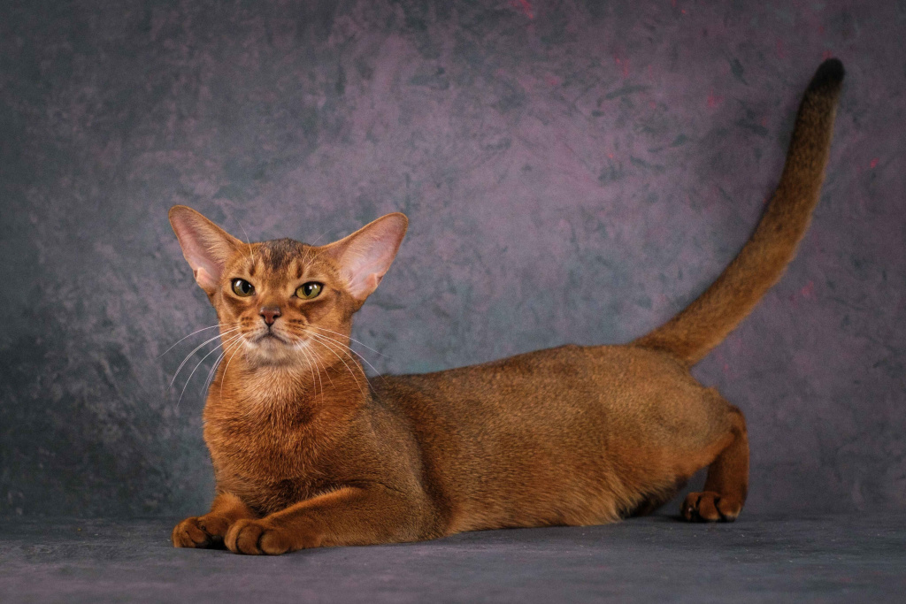 Болезнь у абиссинской кошки может быть связана с генами