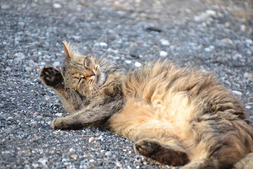 Противопоказания к применению пасты для вывода шерсти у кошек