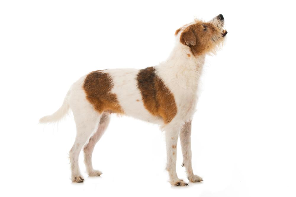 Внешность кромфорлендера