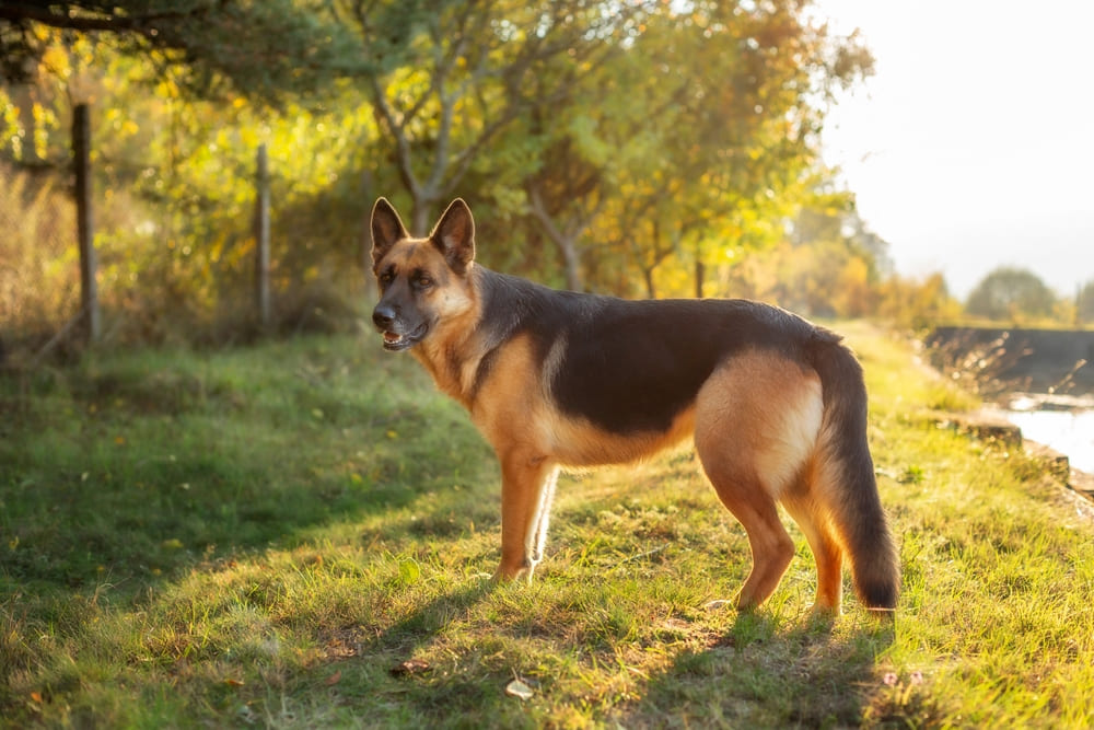 Во время вязки кобель немецкой овчарки может нервничать