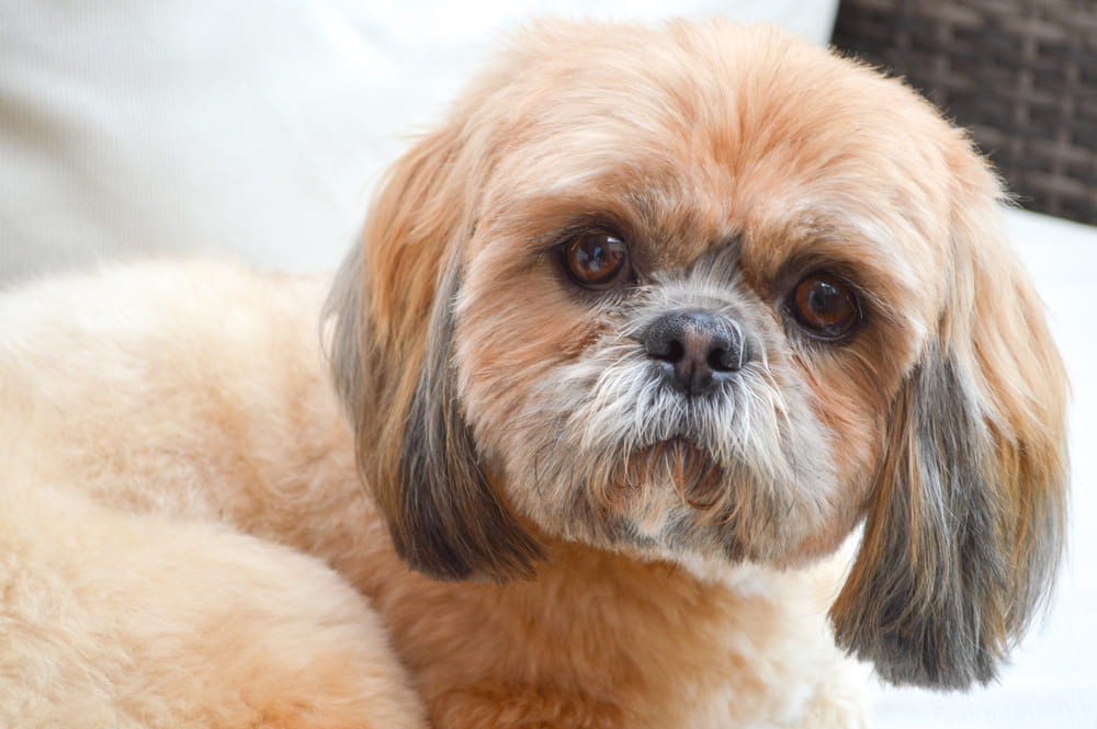 Владельцу важно знать, сколько этапов взросления ши-тцу