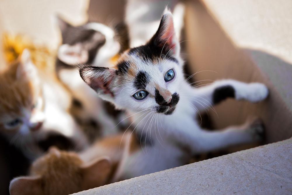 Kitten hill. Котята ученые картинки. Find a Kitten.