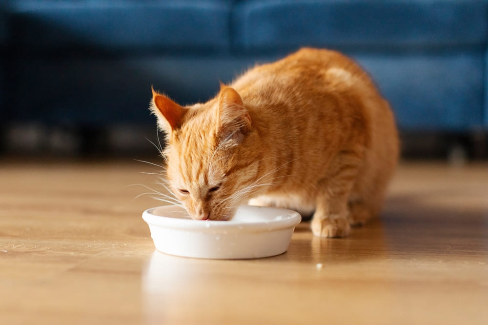 Нужно быть уверенным, можно ли кошкам сливки