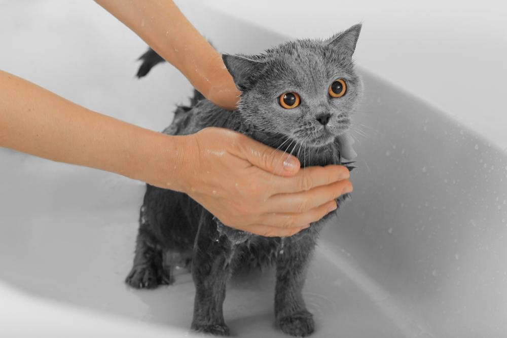 Вычесывание и купание британского кота Вычесывание и купание британского кота