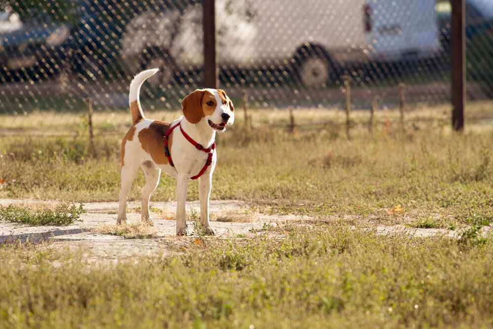 Есть несколько факторов, влияющих на то, сколько живут эстонские гончие