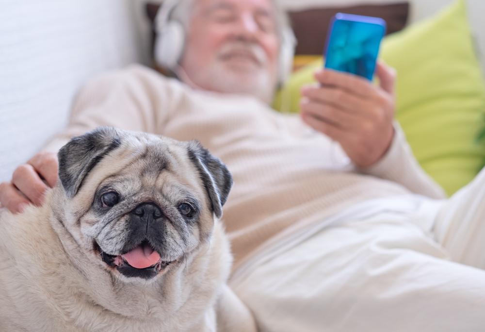 Мелкие породы собак для пожилых людей: мопс Мелкие породы собак для пожилых людей: мопс