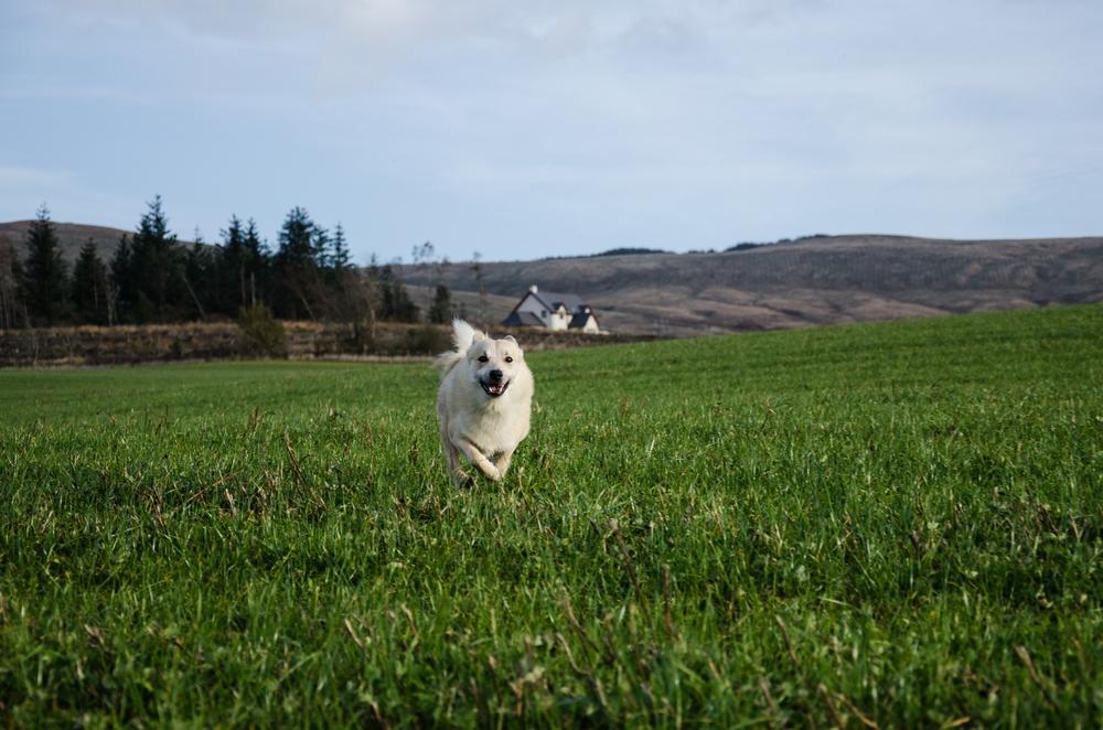 выгул норвежского бухунда