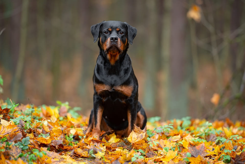 Рацион влияет на то, сколько весит ротвейлер