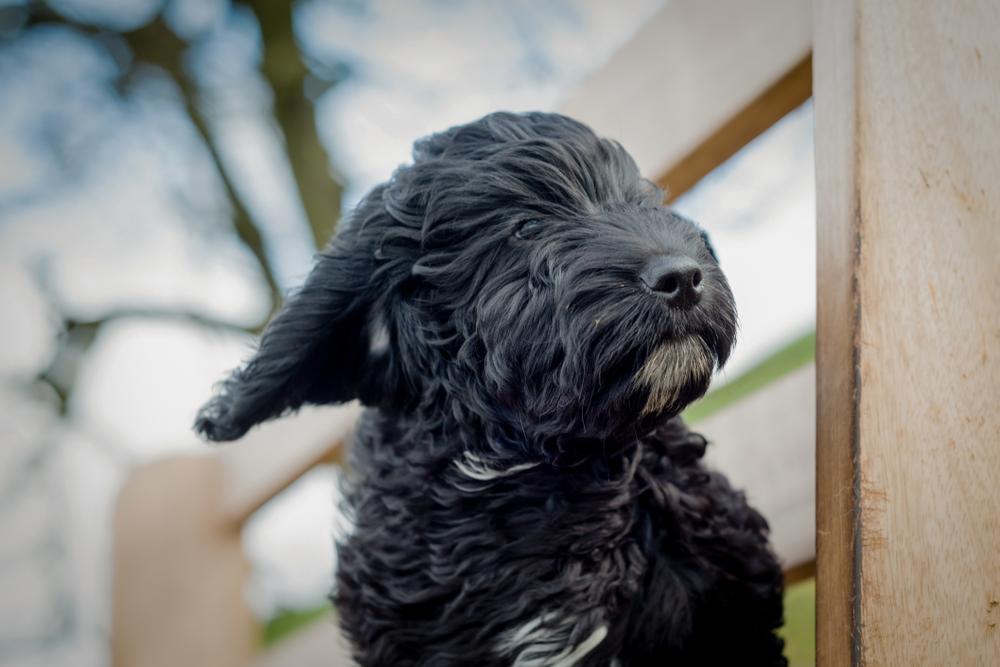 Гигиена и уход за шерстью кокапу