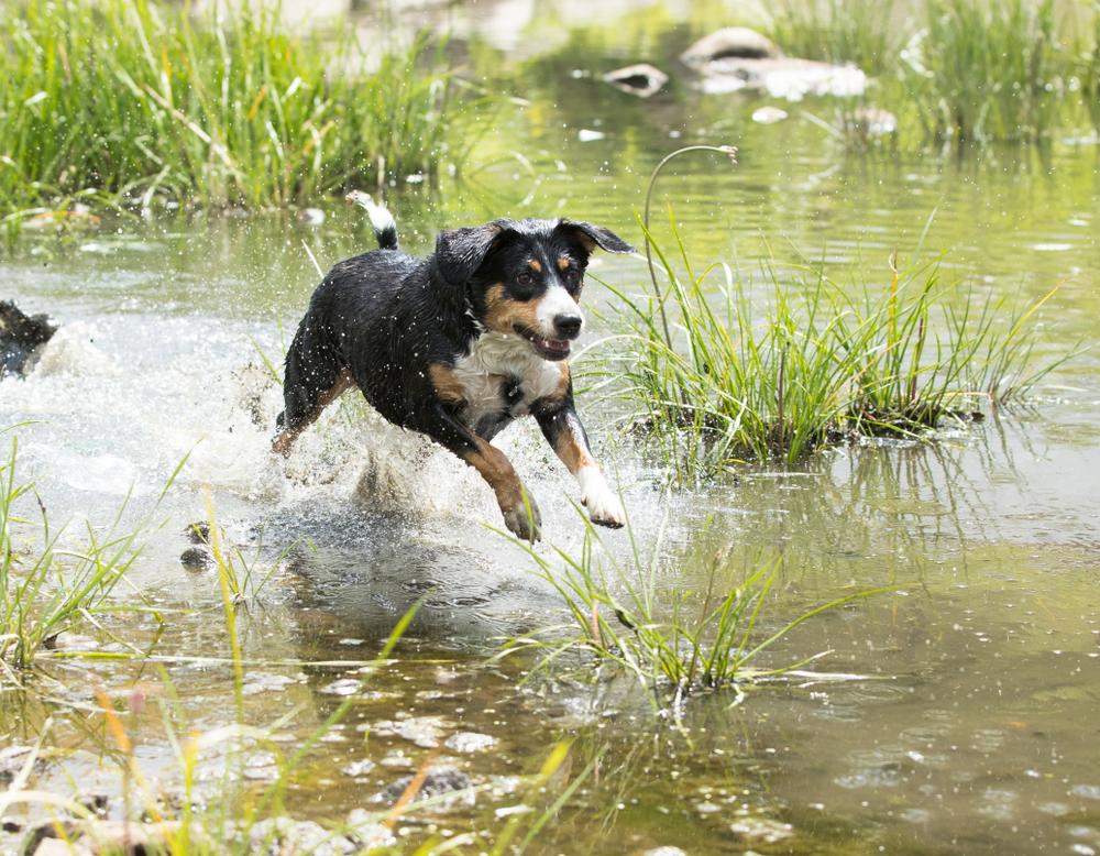 Выгул и активность энтлебухер зенненхунда