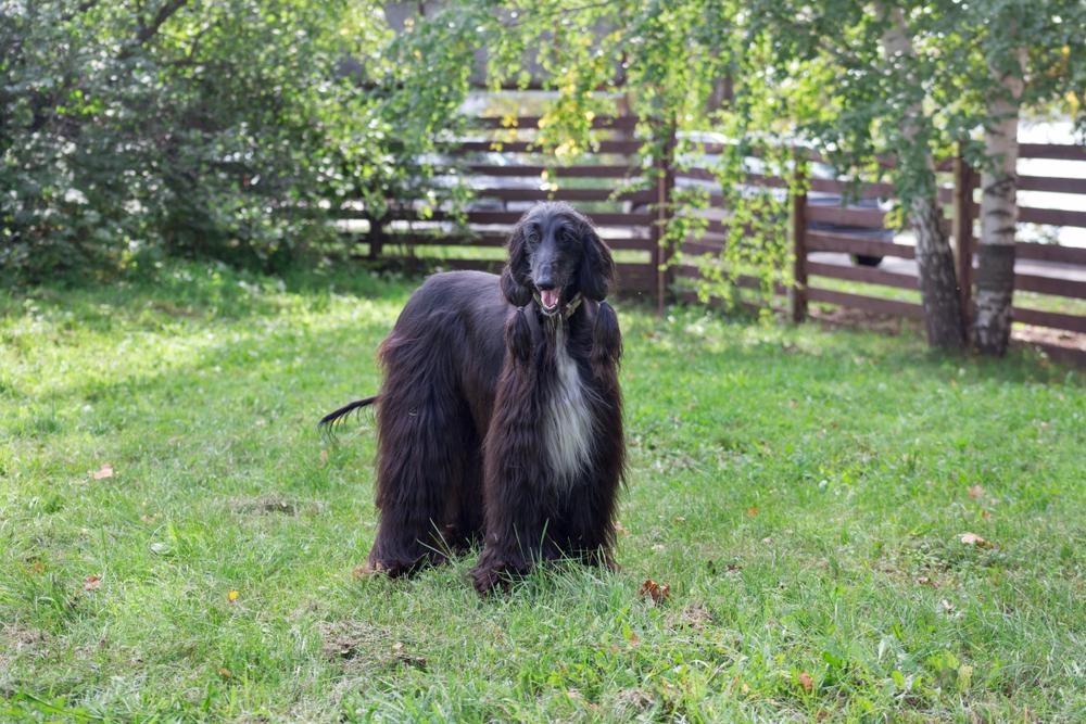 Здоровье и болезни афганской борзой 