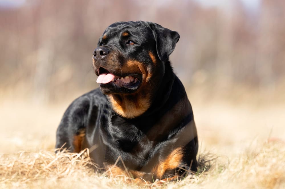 Кормление влияет на то, сколько проживет ротвейлер