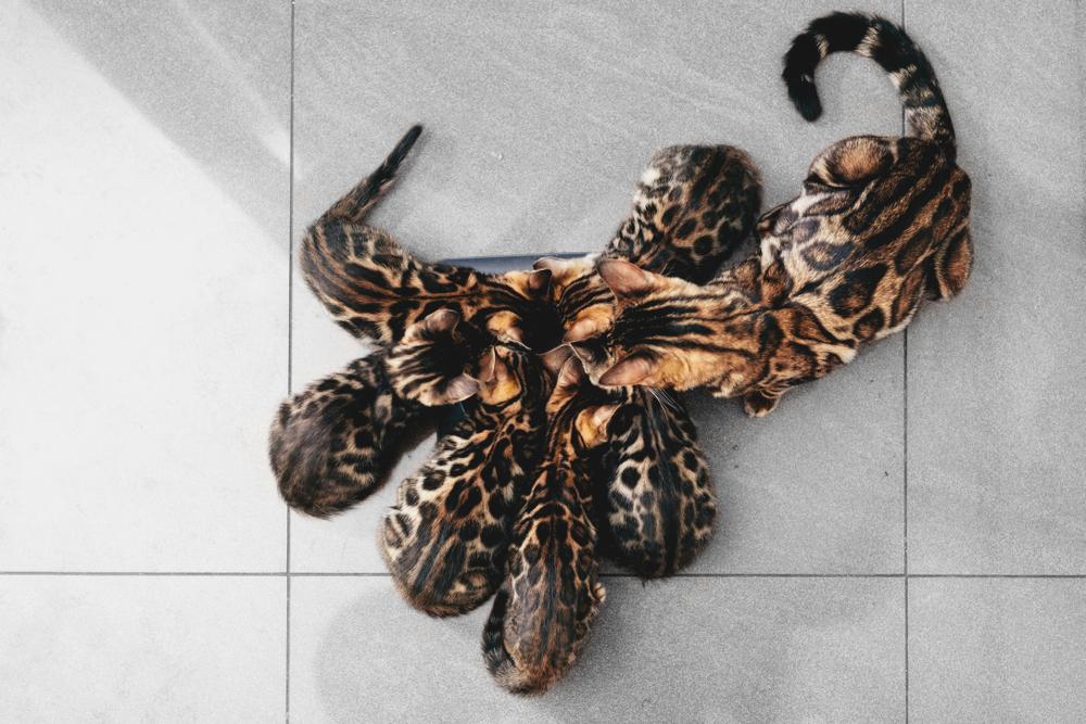 Режим кормления и порции для бенгальского котенка