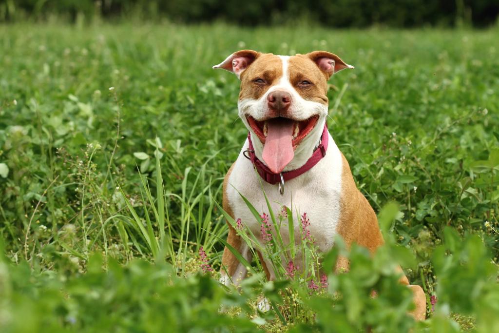Питбультерьер более упрям и своенравен, чем амстафф