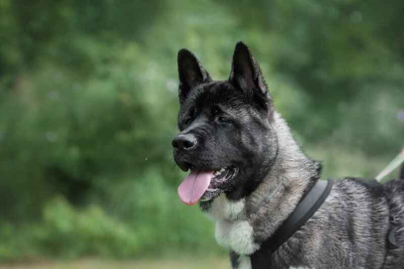 Морда американской акиты крупным планом