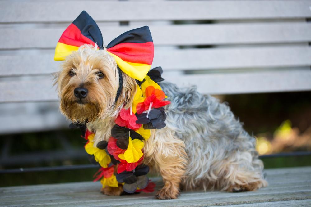 немецкие породы собак