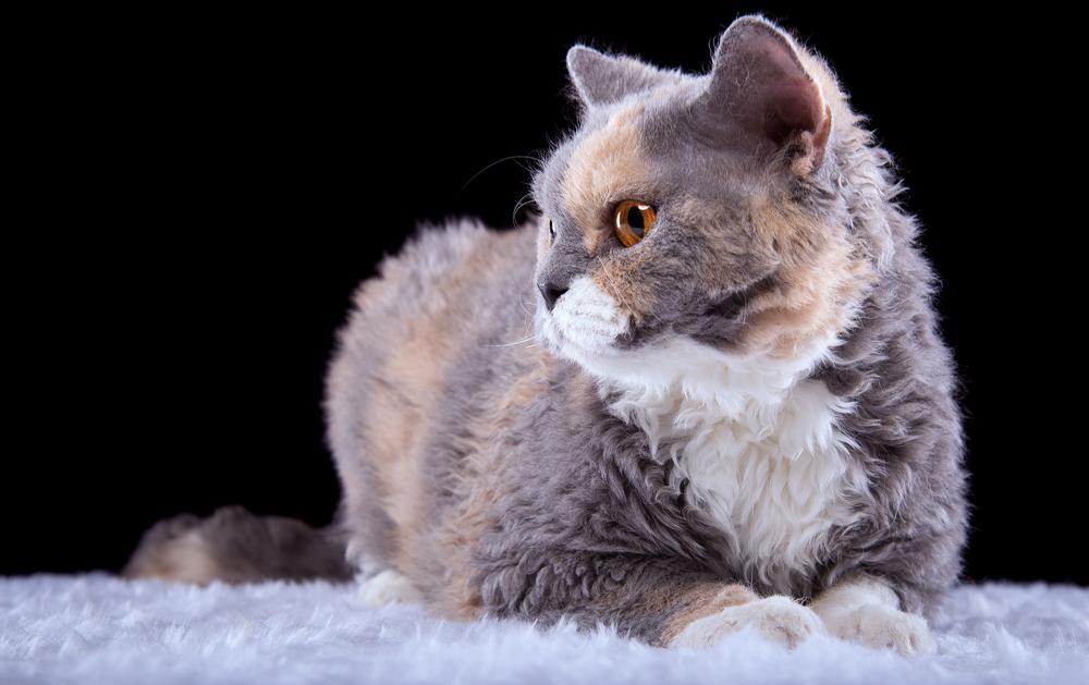 История происхождения породы селкирк-рекс