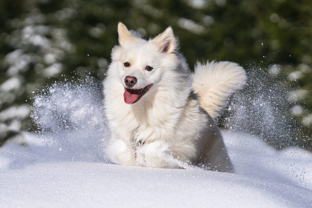 Исландские овчарки не отличаются конфликтностью