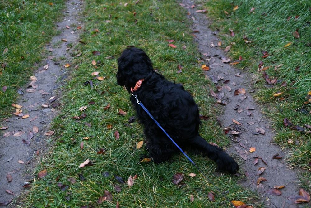 Причины появления черного кала у собак Причины появления черного кала у собак