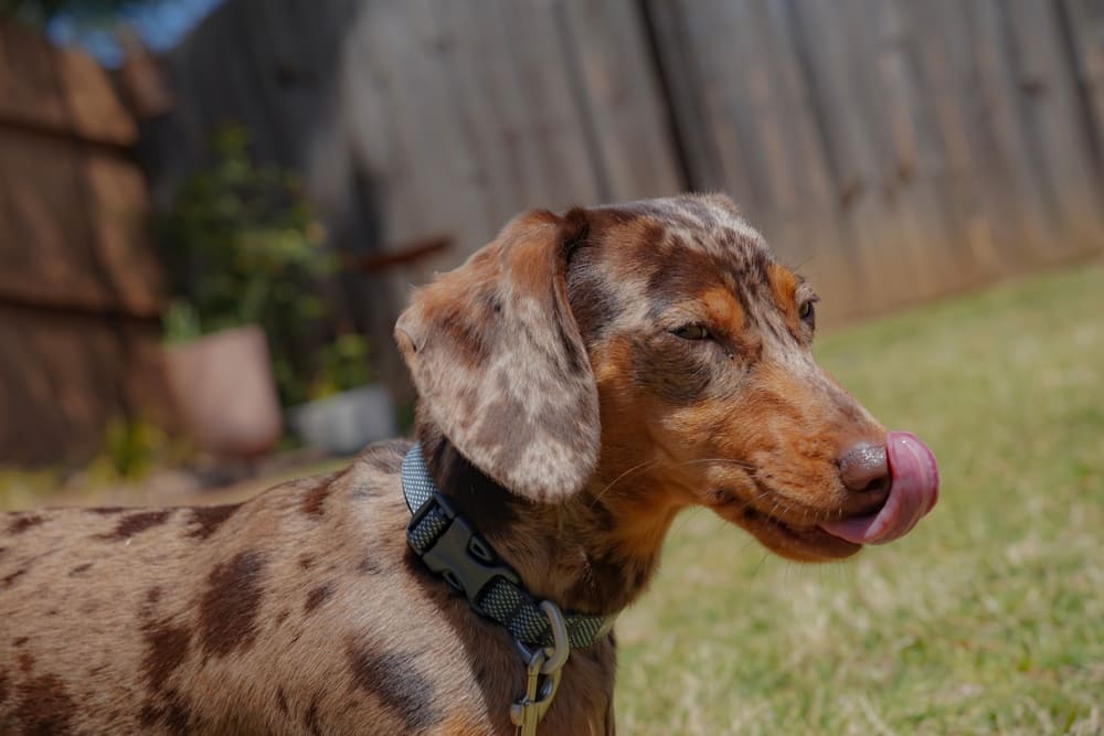 Течка у таксы начинается примерно в 6-8 месяцев