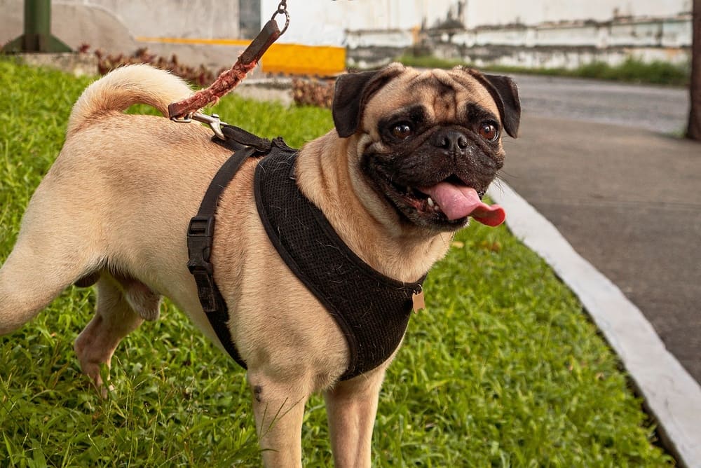 То, сколько прожил мопс, можно сравнить с возрастом человека