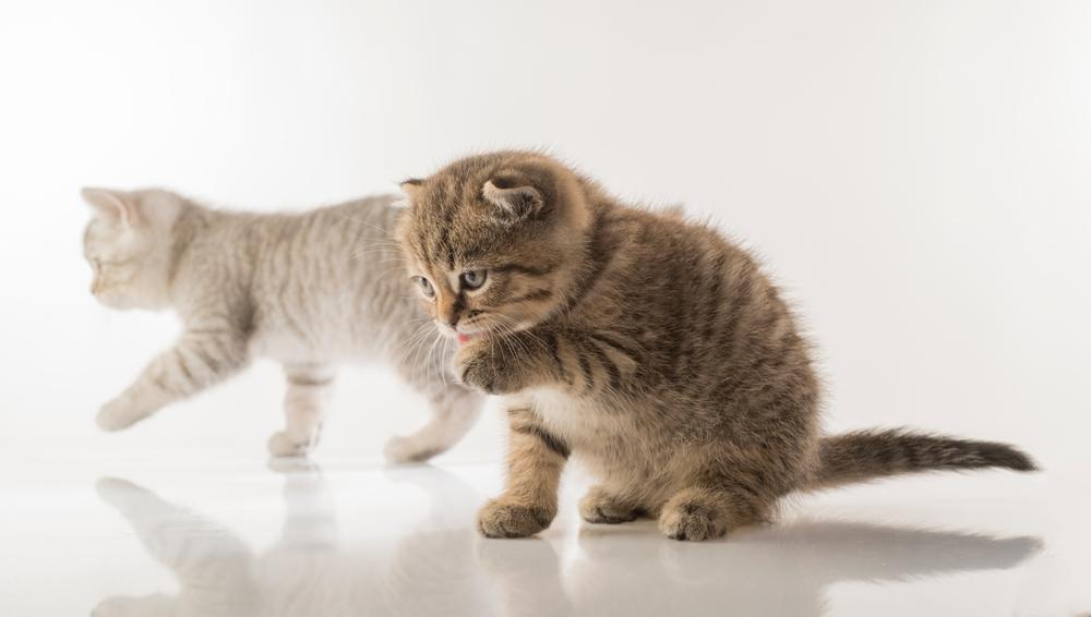 Насколько кошки поддаются воспитанию