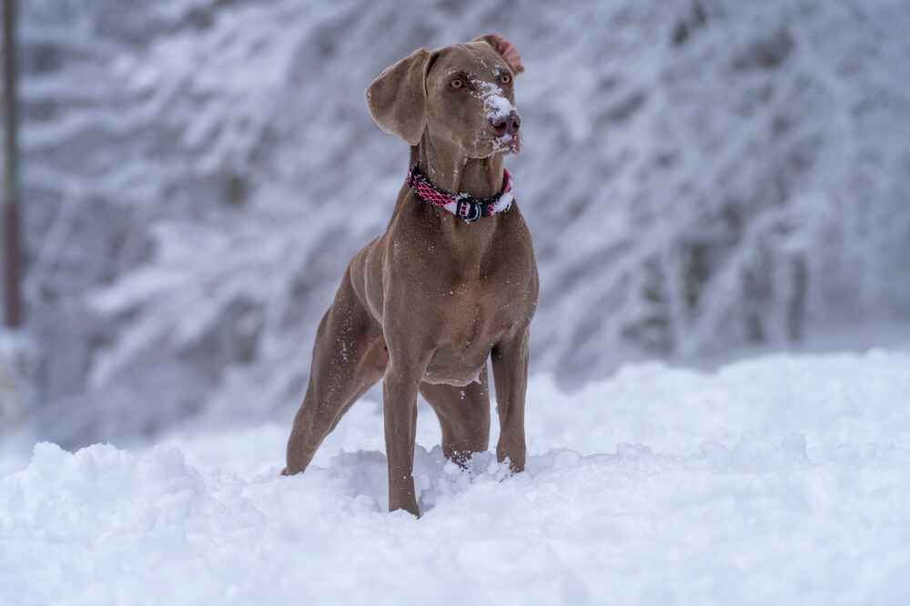 Веймаранеру необходимы обработки