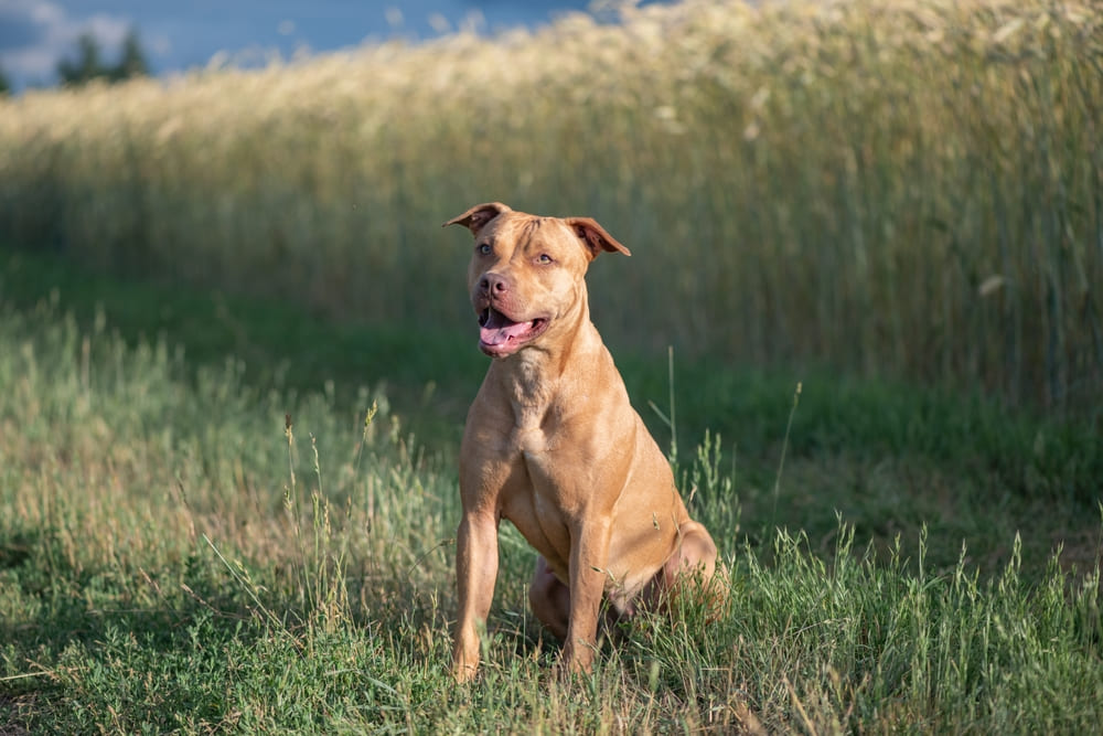 Как выглядит питбуль, можно узнать их стандарта