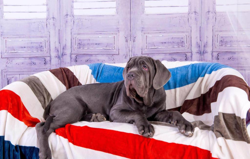 Породы собак из группы молоссов: неаполитанский мастиф