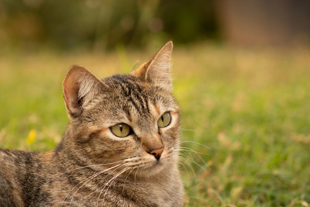 прививки для европейской короткошерстной кошки