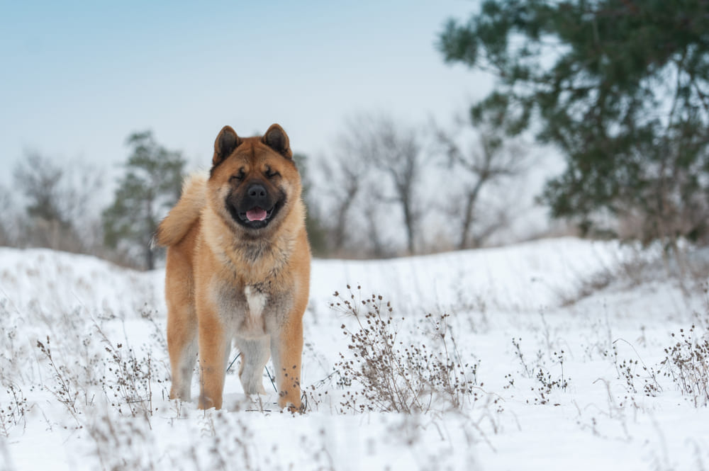 Питание влияет на то, сколько проживет американская акита