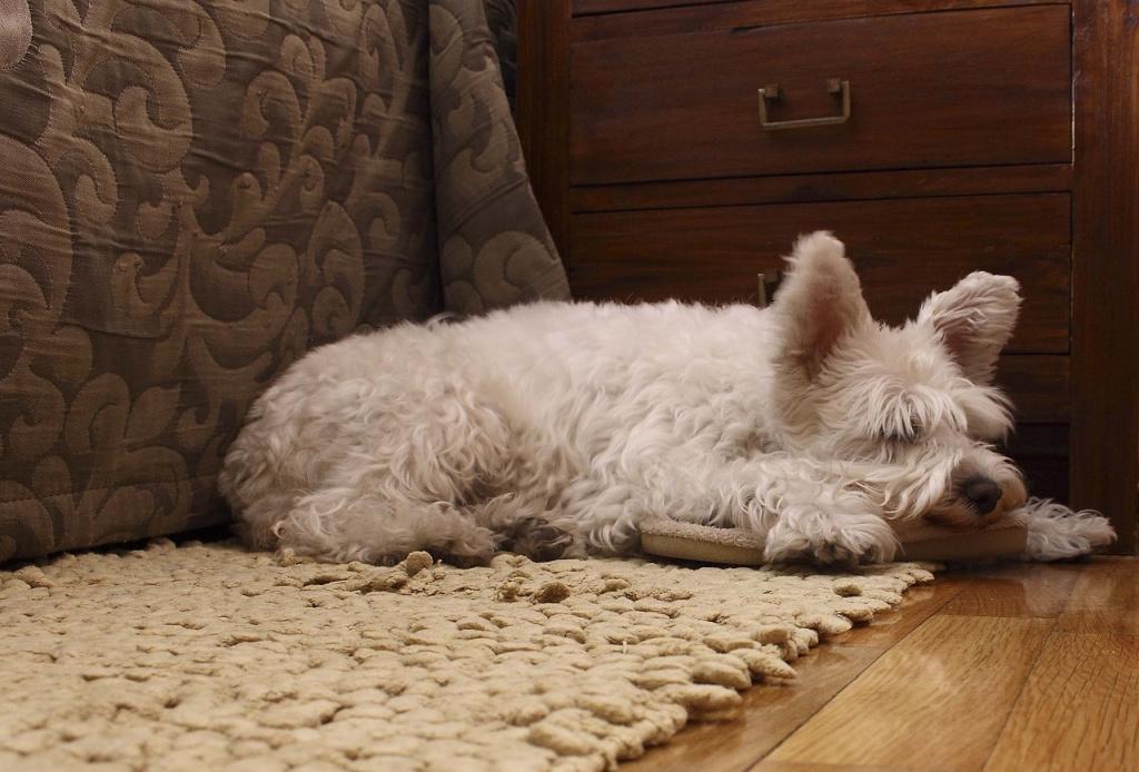 Основные причины дисбактериоза у собак Основные причины дисбактериоза у собак