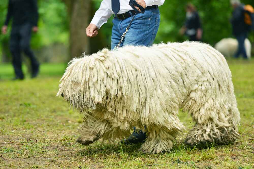 Комондоры отличаются крепким здоровьем