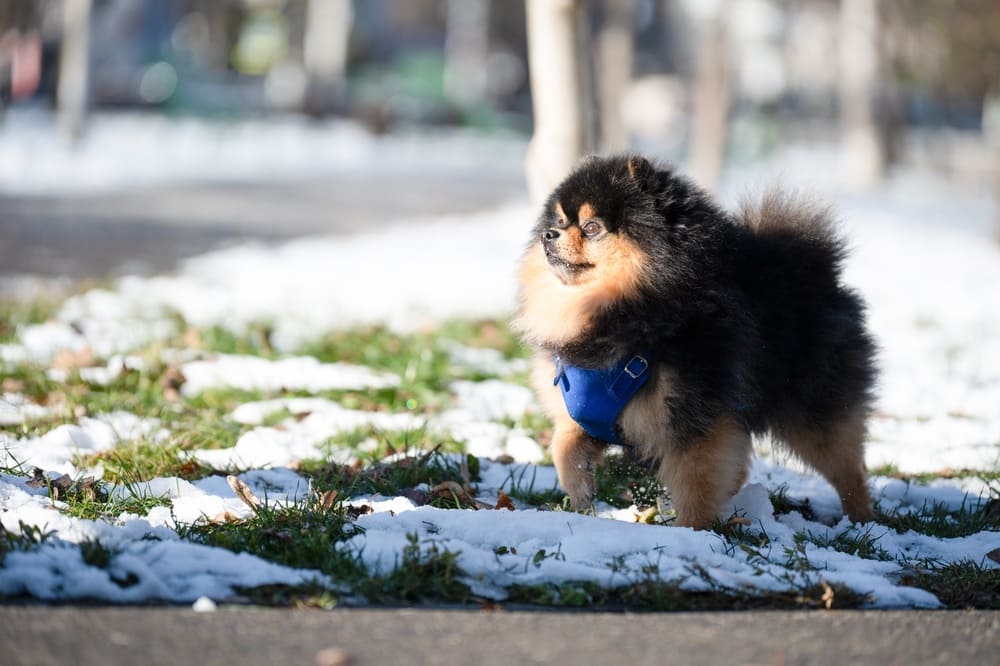 То, сколько прожил шпиц, можно сравнить с возрастом человека