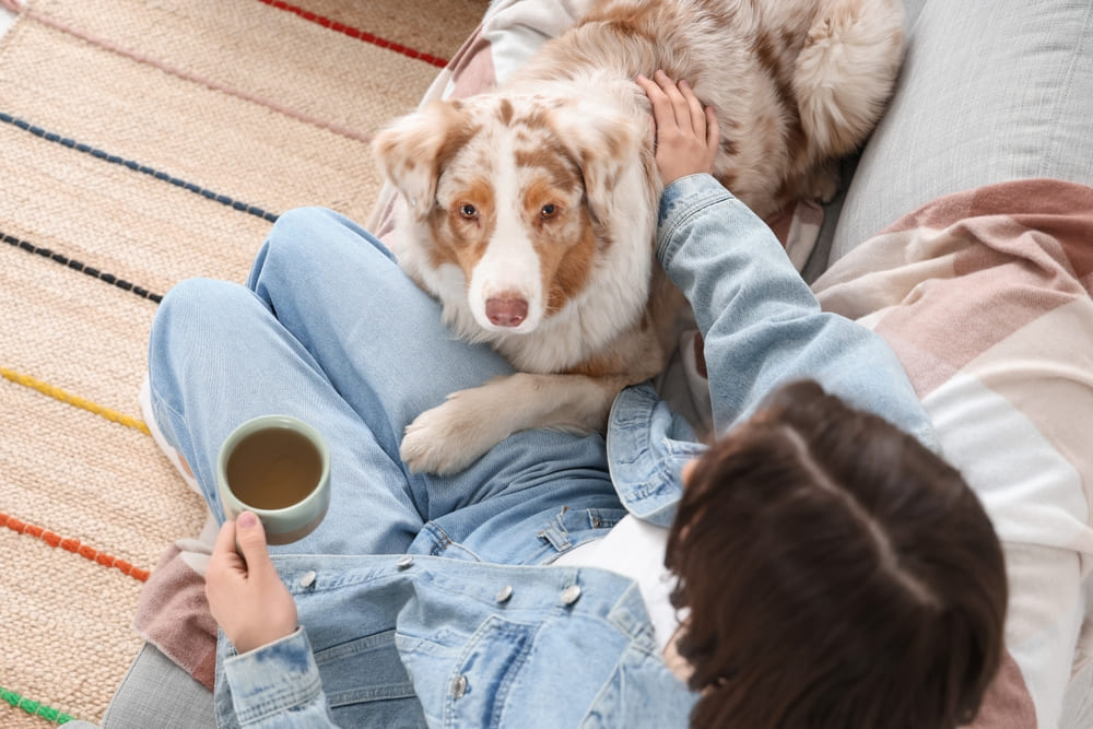Сколько весит австралийская овчарка?