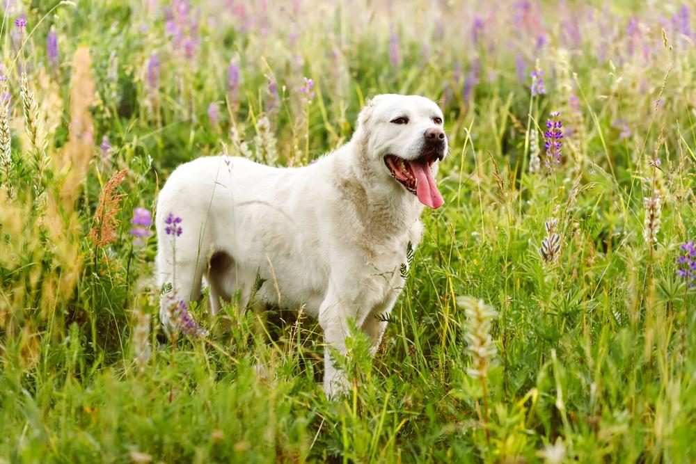 Есть ли отличия между алабаем и кангалом?