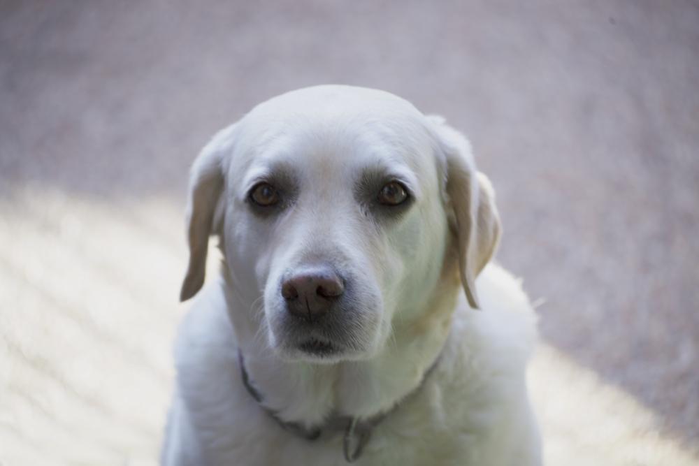 Какова внешность белого лабрадора-ретривера?